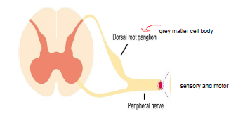 <p>neuron, posterior horn, dorsal root, ganglion, spinal nerves, ventral root, ventral horn</p>