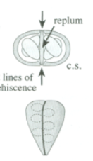 <p>2 lines of dehiscence, leaves behind a replum, wider than long</p>