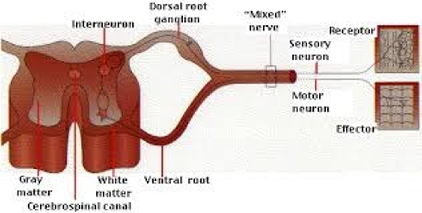<p>(D) I and III Only</p><p>Mixed nerves contain both afferent neurons (carrying sensory information such as temperature) and efferent neurons (carrying motor information).</p>