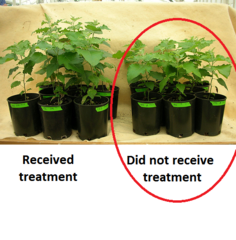 <p>The group where the outcome is known. You compare this to the experimental group.</p>