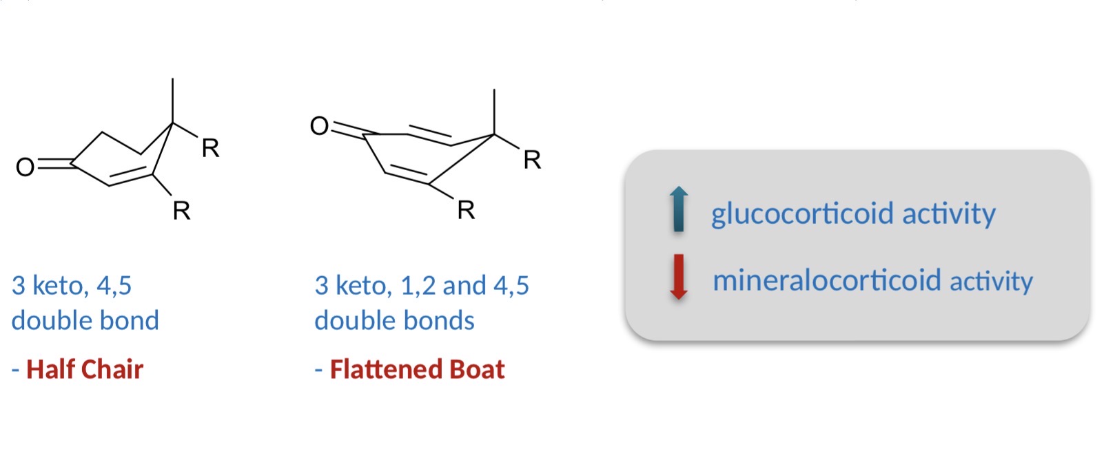 <ul><li><p>half chair </p></li><li><p>flattened boat </p></li></ul><p></p>
