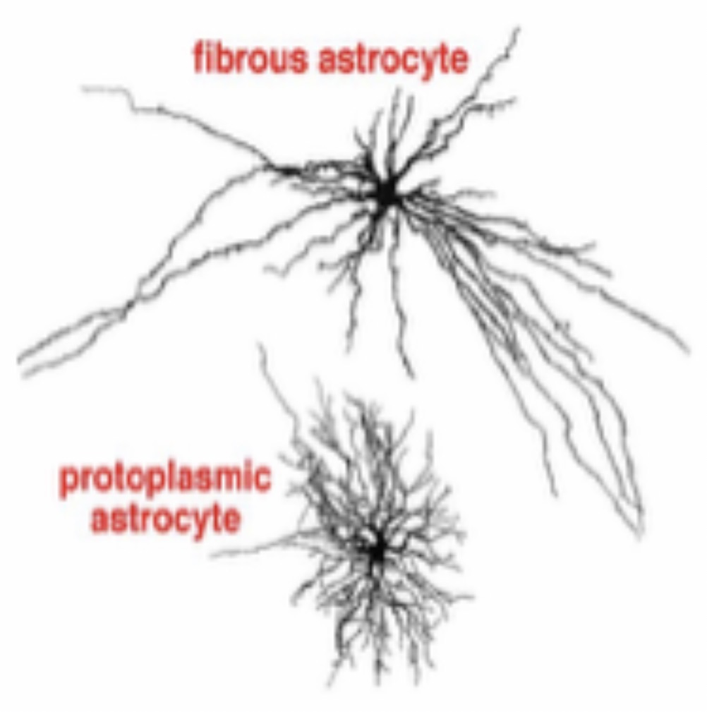 <p>Astrocyte: 2 Types: Protoplasmic Astrocyte part of the gray matter, thick/branched processes / Fibrillary Astrocyte part of white matter, long/thin processes </p>