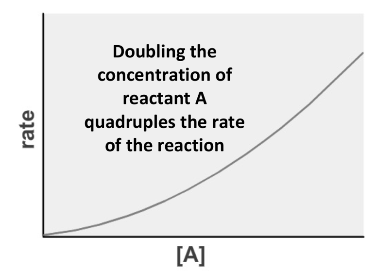 <ul><li><p>the rate of reaction will equal the concentration of the reactant squared</p></li><li><p>rate equation: rate a [A]<sup>2</sup></p></li></ul><p></p>