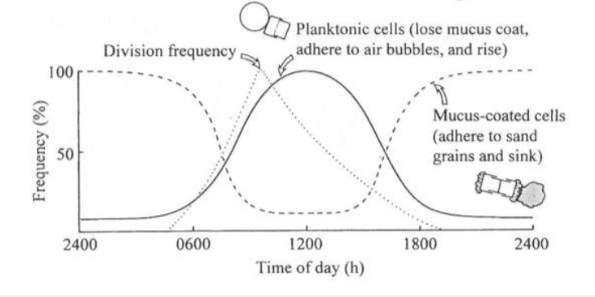 <p>Individuals divide to loose their mucus coat and float to the surface waters</p><p>Once they are carried to the outer surf zone by the currents, they secrete a mucus coat that enable adherence to sediment grains and they sink. </p><p>The process is repeated so the diatoms ride the incoming and outgoing tides to maintain their position </p>