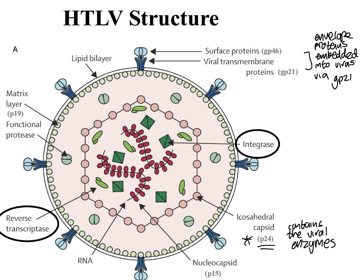 <ul><li><p><strong>ssRNA genome surrounded by a lipid bilayer, with a protein coat consisting of <mark data-color="green" style="background-color: green; color: inherit;">gag, pol, and env genes. </mark></strong></p></li><li><p><strong>Surface proteins e.g. </strong>gp46 <strong>are embedded into virus </strong><span style="color: green;"><strong>via viral transmembrane proteins</strong></span><strong> </strong>e.g. gp21</p></li><li><p><strong>Matrix layer made up of </strong>p19<strong> </strong></p></li><li><p><strong><mark data-color="green" style="background-color: green; color: inherit;">Has an iscosahedral capsid (p24) which contains key viral enzymes:</mark></strong></p></li><li><p><strong>Functional proteases </strong></p></li></ul><ul><li><p><strong>RTases and integrases</strong> which allow the virus to integrate into the host's DNA and replicate. </p></li></ul><p></p>