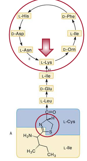 <p>Sonstige Hemmstoffe der Murein Biosynthese:</p>
