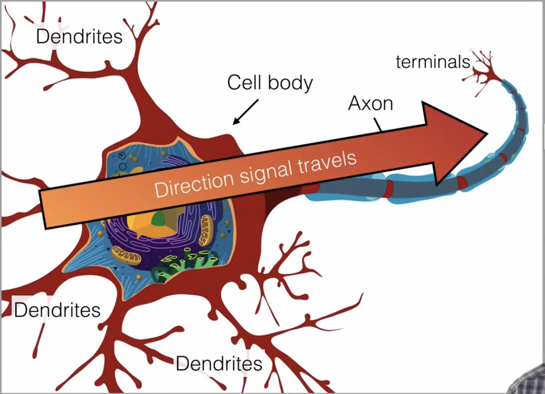 <ul><li><p>dendrite, axon, terminals</p></li></ul><p></p>