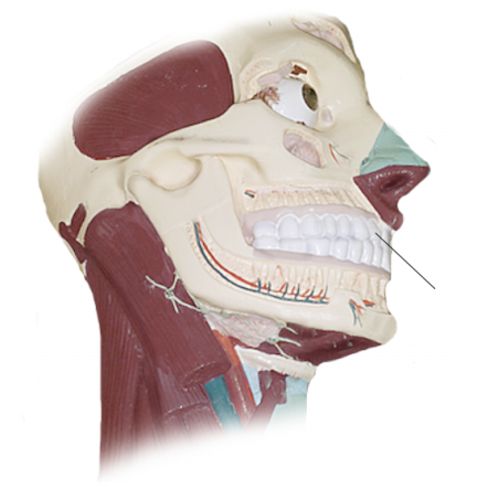 <p><span>Name the structure</span></p>