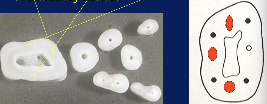 <ol><li><p><strong>mid-facial </strong>furcation</p></li><li><p><strong>mid-mesial </strong>furcation</p></li><li><p><strong>mid-distal</strong> furcation</p></li></ol><p></p>