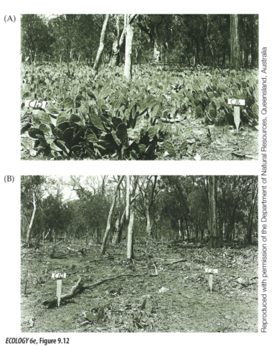 <p>In Australia, an introduced cactus became a pest species</p><p>A moth that feeds on cactus was then released</p><p>Distribution and abundance of the cactus was been greatly reduced</p>