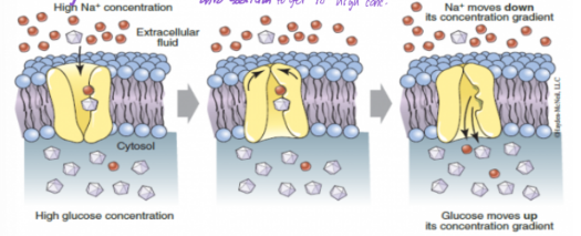 <p>how is ATP used in secondary active transport?</p>