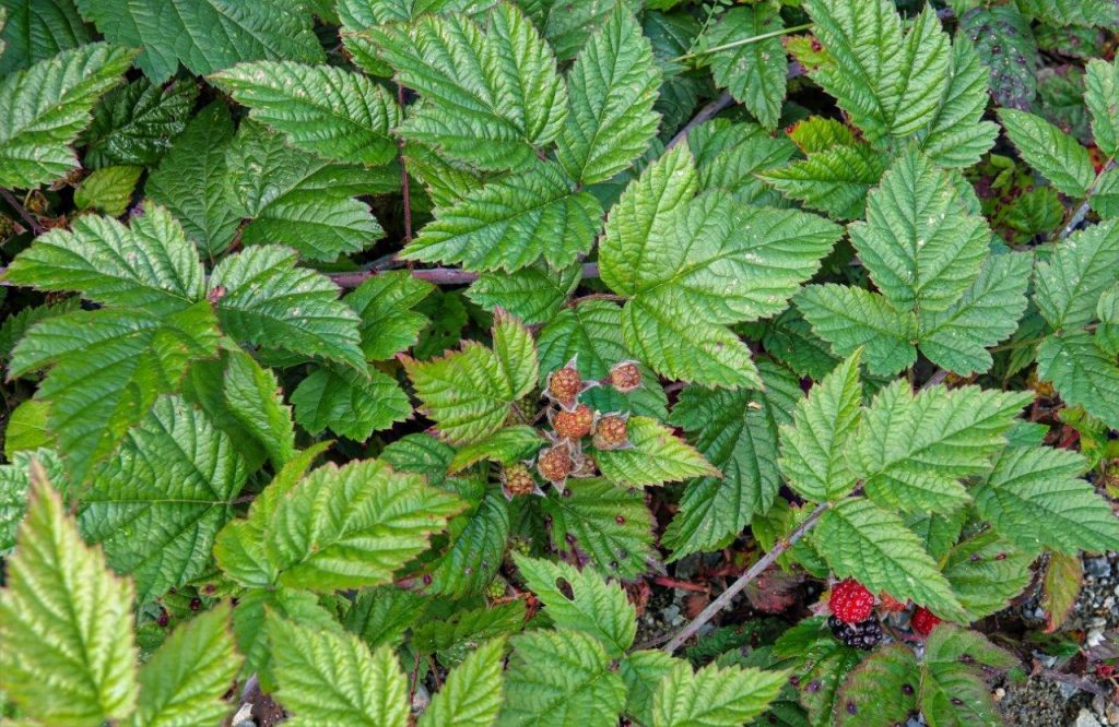 <p><mark data-color="#4c5346" style="background-color: rgb(76, 83, 70); color: inherit;">Trailing</mark>, curved, unflatten prickles, deciduous, 3 leaflets, white to pink flowers.</p>