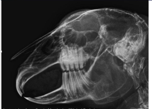 <ol><li><p>what angle is this</p></li><li><p>is this normal</p></li><li><p>what structures can be identified?</p></li></ol><p></p>
