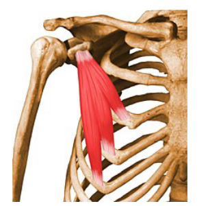 <p>What muscle is this? Name, Origin, Insertion, Location, Action and Exercise</p>