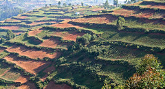 <p>A soil conservation method in which sloped land is transformed into a series of steps to prevent soil erosion.</p>