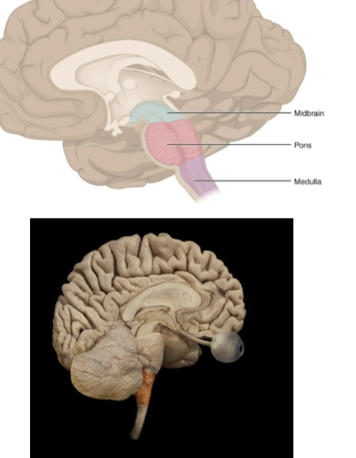 <p>Continuous with spinal cord, motor tracts cross to the opposite side of the brain</p><p>police snipers aim for tip of the nose or base of ear lobe</p><p>functions include sensory relay for cranial nerves, relay for thalamus, cardiac center, vasomotor center, respiratory center</p>