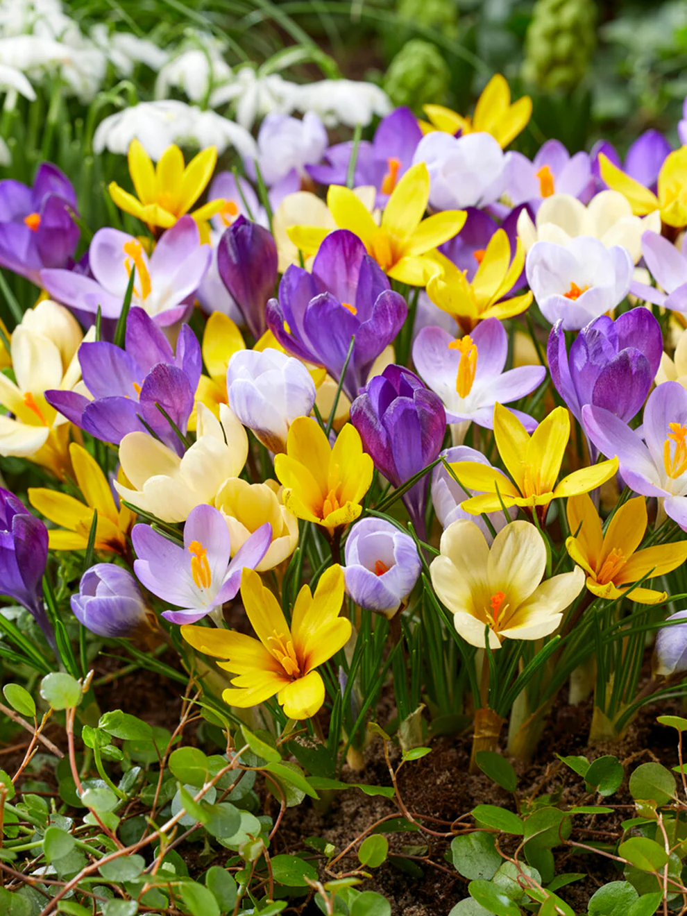 <p>Dutch Crocus</p>