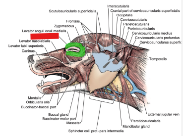 <p>Q: The …… surrounds the palpebral fissure, and its contraction closes the said fissure. </p><p>A. Frontalis </p><p>B. Orbicularis oculi </p><p>C. Levator palpebrae superioris </p><p>D. Orbicularis oris</p>