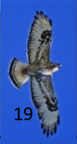 <p>large; heavily marked, white tail (blk subt band); black trailing wing edge</p>