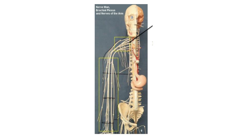 <p>nerve network</p>