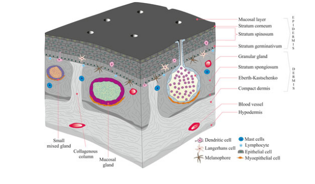 <ul><li><p>Thickest in terrestial forms (e.g. Bufonidae)</p></li><li><p>Thin in aquatic adults &amp; larvae</p></li><li><p>Keratin does not stretch. Therefore, eventually limits growth</p></li><li><p>Ecdysis - to accomodate growth, periodically a new keratinous layer produced beneath the old one which is sloughed off </p></li></ul><p></p>