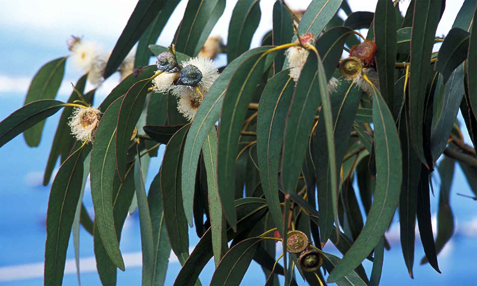 <p><strong>Common name</strong>: Eucalyptus</p><p><strong>Part used</strong>: Mature leaves, oil</p><p><strong>Uses</strong>: <strong>Antiseptic</strong>; tea for respiratory conditions (cough, bronchitis), dysentery, diabetes, malaria</p><p><strong>Constituents</strong>: Cineol, pinene, limonene (<strong>monoterpenes</strong>; volatile/essential oils), sesquiterpenes</p>