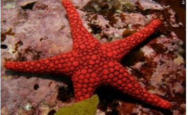 <p>ECHINODERMATA Saori’s seastar</p>