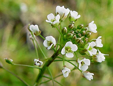 <p>Identify the weed</p>