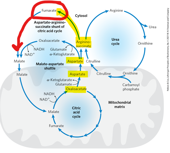 <p>When argininosuccinate is subsequently cleaved, what happens to the fumarate </p>