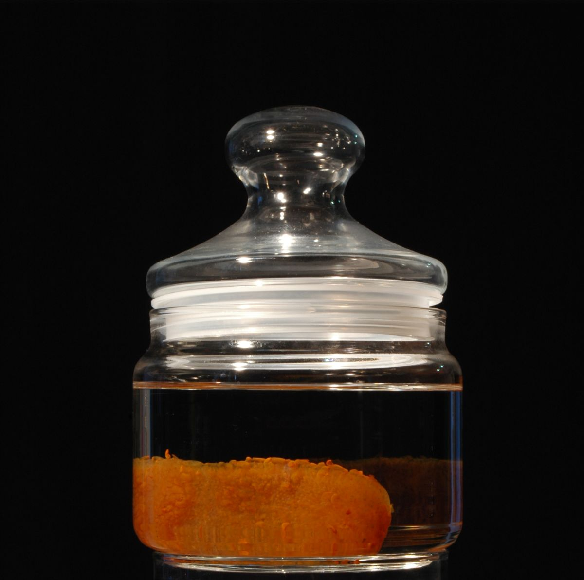 <p><span>Acuático, marino. Pelágico. Viven generalmente en las capas superiores, aunque algunos pueden encontrarse a mayores profundidades.</span></p><p><span>Filtrador. Filtran el agua y se comen el plancton que haya en ella, concretamente se alimentan de nanoplancton (plancton de un tamaño inferior a las 25 micras).</span></p>