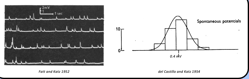 <p><span style="font-family: "Helvetica Light";">&nbsp;- Katz also analyzed the magnitude of mEPPs by plotting the distribution of their amplitudes—they found that mEPP amplitudes were normally distributed with a mean value of 0.4 mV.</span></p>