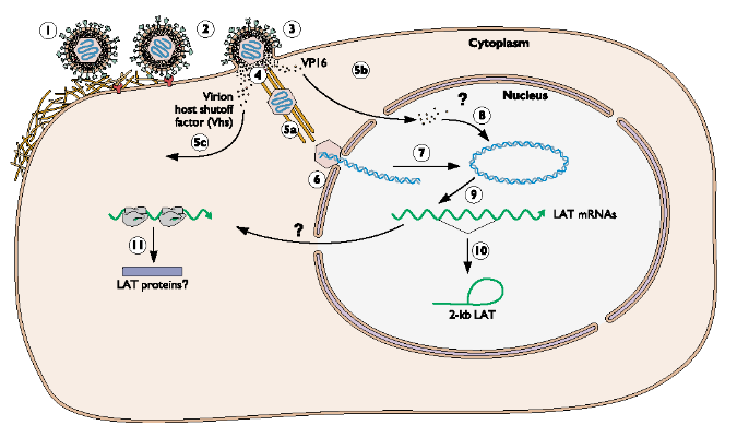 <p><strong><em><u>Transcripts </u></em></strong>are produced from parts of the genome to <strong><em><u>produce proteins required to maintain latency</u></em></strong></p><ul><li><p>WHERE = primarily in the <strong><em><u>NEURONS</u></em></strong> (not normally attacked by immune system)</p></li><li><p><strong><em><u>Also think genome may be hiding in TELOMERES</u></em></strong> (not transcribed = easy to hide)</p></li></ul><p></p>