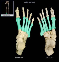 <p>top of foot</p>