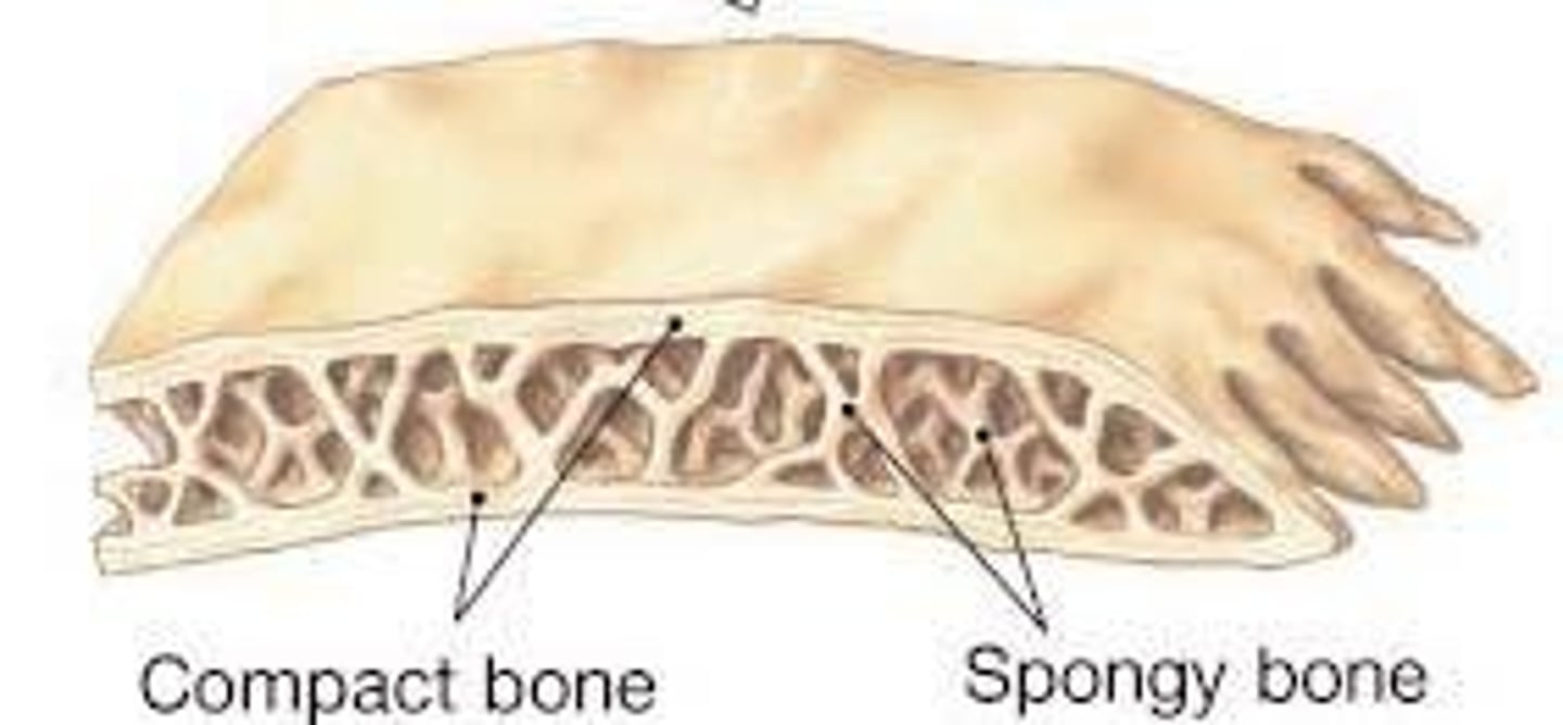 <p>compact bone and spongy (trabecular) bone</p>