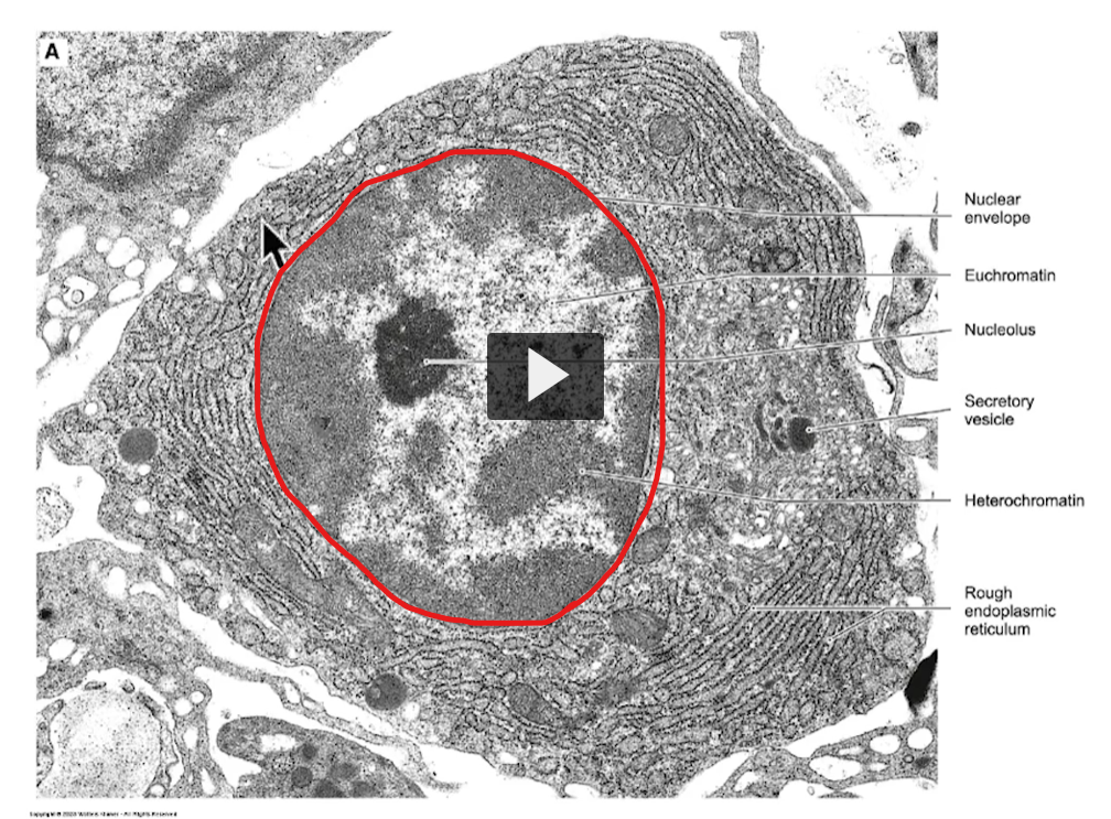 <p>the nucleus of the cell </p>