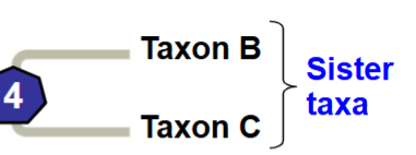 <p>2 closest relatives in a phylogenetic tree sharing a common ancestor</p>