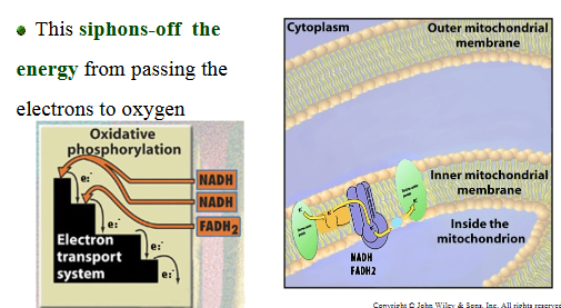 <ul><li><p>Transferred electrons passed frome one cytochrome to another, from high energy level to a lower energy level</p></li><li><p>This siphons-off the energy from passing the electrons to oxygen</p></li><li><p>'Electron transfer energy' captured by pumping H+ ions into the inner mitochondrial space.</p></li><li><p>Creating a proton motive force</p></li><li><p>Concentration gradient and an Electrical gradient</p></li></ul><p>H+ ions flow back across the membrane. The channels through which the H+ ions flow (in the inner mitochondrial membrane) are tied to an ATP synthase that generates ATP from ADP and P</p><p>Oxygen becomes the final electron acceptor</p><ul><li><p>The oxygen forms H2O (metabolic water – about 200 ml/day)</p></li></ul><p>The other product is</p><ul><li><p>3 ATP per NADH</p></li><li><p>1-2 ATP per FADH2</p></li><li><p>For a total of 32-34 ATP</p></li></ul><p></p>
