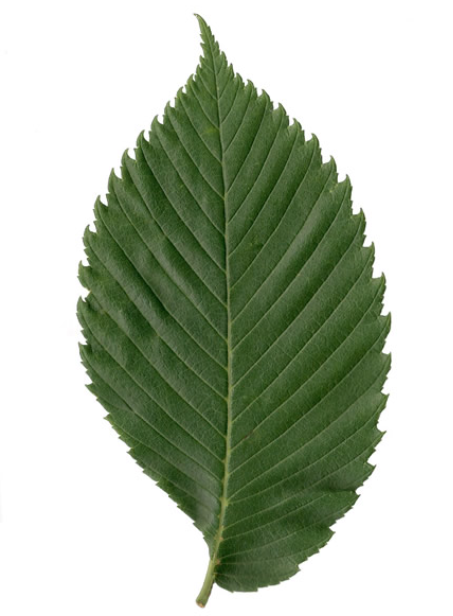 <p>Ulmus leaf traits</p>