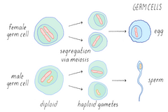 <p>Sex chromosomes- One pair in human body, determine sex</p><p>Autosomes- 22 pairs in human body; nonsex chromosome</p><p>Gametes- haploid cells (sperm and egg)</p><p>Germ cells- diploid cells that divide and increase by mitosis and differentiate into gametocytes </p><p>Gametocytes- eukaryotic differentiated germ celsl that can undergo meiosis to produce gametes</p><p>Somatic- all body sells excluding gametes. Diploid in humans</p>