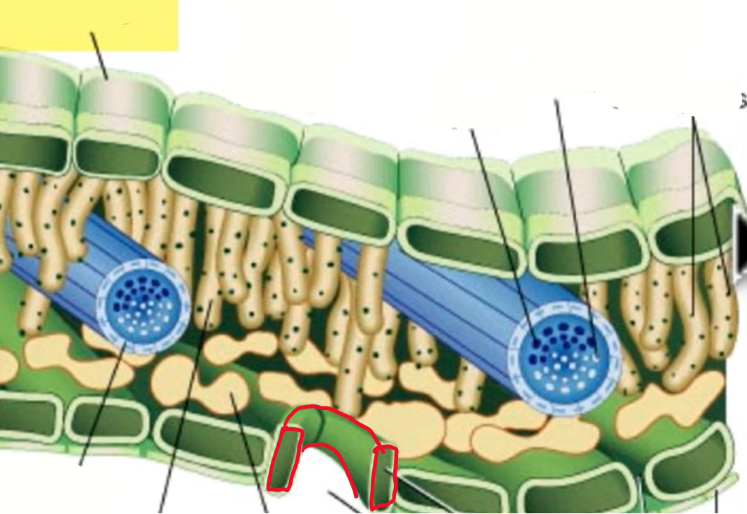 <p>control the opening and closing of the stoma so air can get in and out. important during times of extreme heat ___ close the pore so the cel doesn’t lose excess water</p>