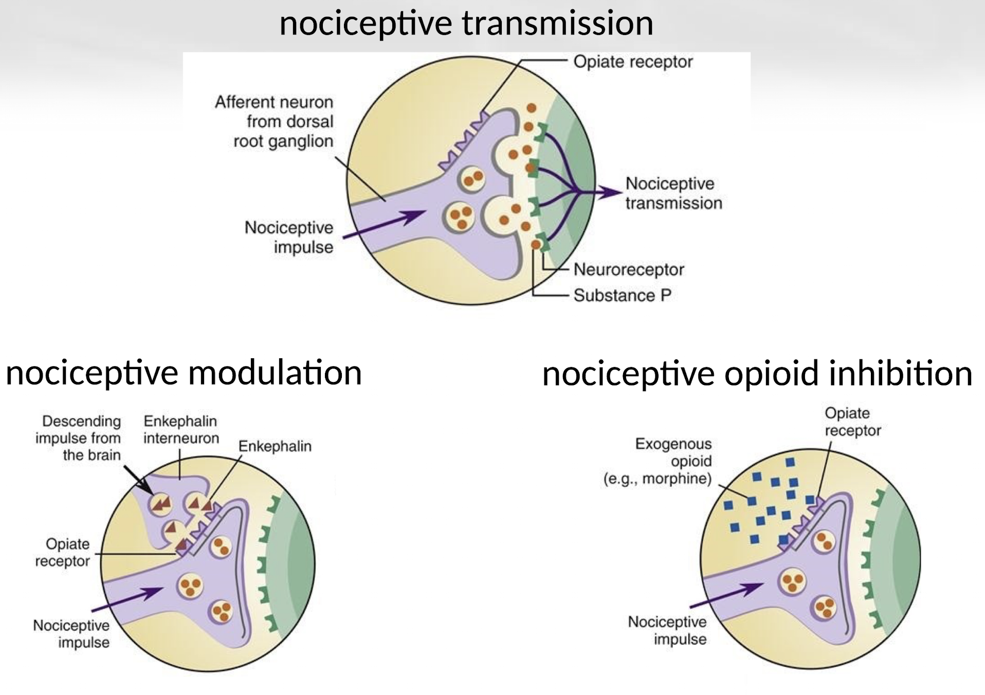 <p>Opioids interfere with transmission, modulation, and perception by suppressing neuronal signaling throughout the pain pathway.</p>