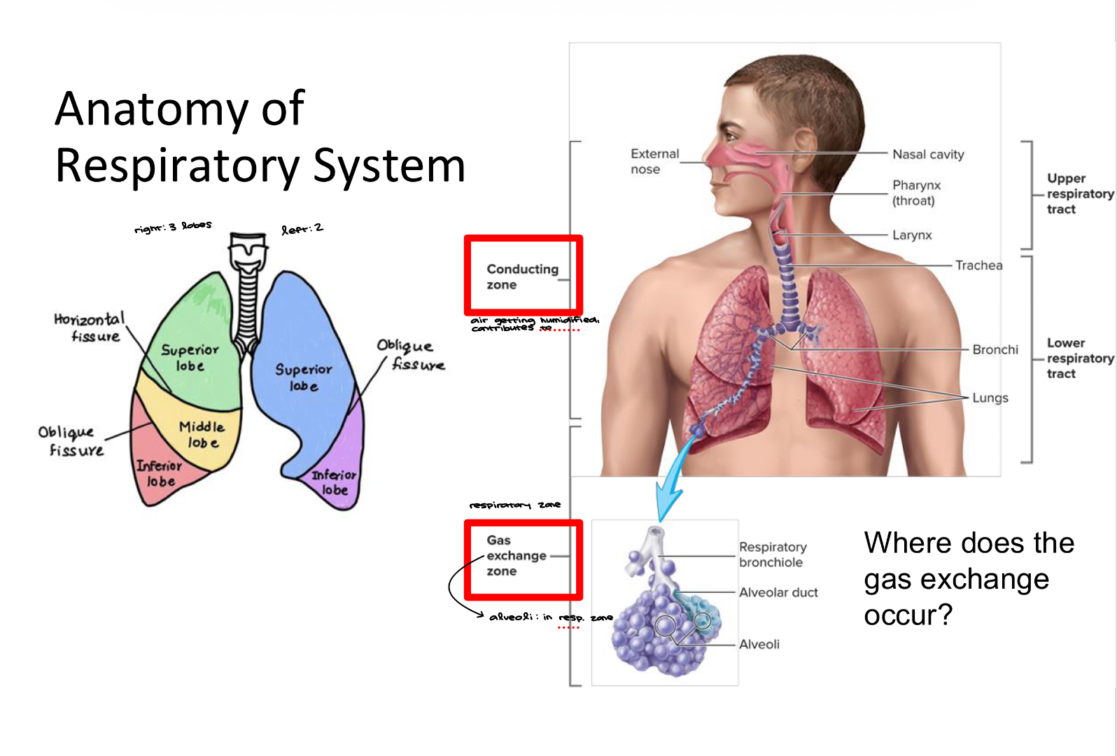 <ul><li><p><span style="background-color: transparent;"><strong>Bring oxygen into the body</strong> and remove <strong>carbon dioxide</strong>.</span></p></li><li><p><span style="background-color: transparent;"><strong>Air moves in and out</strong> as the lungs expand and contract during breathing.</span></p></li><li><p><span style="background-color: transparent;"><strong>Alveoli</strong> are tiny air sacs where <strong>gas exchange happens</strong>.</span></p></li><li><p><span style="background-color: transparent;"><strong>Surfactant</strong> (a </span><strong>lipoprotein complex formed by alveolar cells) </strong><span style="background-color: transparent;">is a substance that <strong>reduces surface tension in the alveoli</strong></span></p></li><li><p><span style="background-color: transparent;">Surfactant helps <strong>keep the alveoli from collapsing</strong>, <strong>keeps the lungs dry, </strong>and makes breathing easier.</span></p></li></ul><p></p>