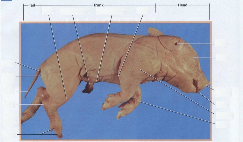 <p><span style="background-color: transparent;">The main body section that contains most major organs, including those of the digestive, respiratory, and circulatory systems.</span></p>