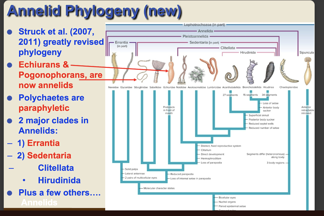 <p>Annelida NEW PHYLOGENY flip for more</p><p>-a few unsegmented AND segmented worms together now bc DNA info changed it…</p><p>-NEW CLADES INSTEAD OF ALL DIFFERENT PHYLUMS AND NEED TO REMOVE POLYCHAETES CLASS </p>