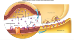 <p>An enzyme that breaks down acetylcholine</p>