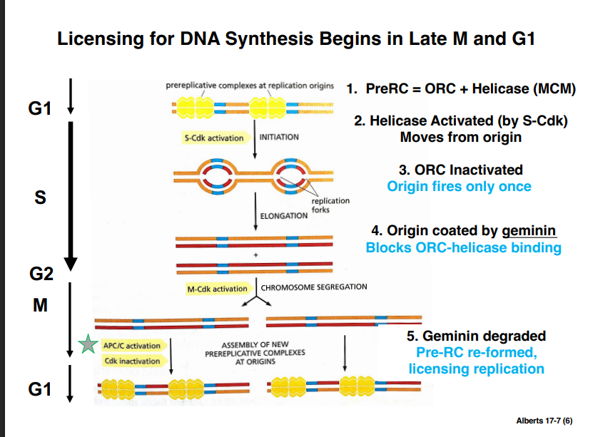 <p><span style="background-color: transparent;"><strong>DNA Licensing: Replication Only Once Per Cell Cycle</strong></span></p>