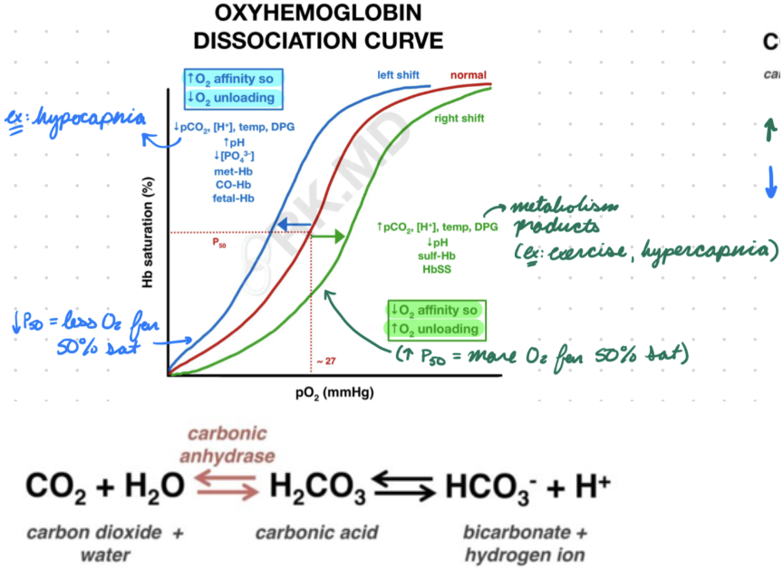 <p>Decreased hemoglobin affinity for O2</p><ul><li><p>More O2 unloading into tissues</p></li></ul><p>Increase P50</p><ul><li><p>50% sat at higher-than-normal PO2</p></li></ul><p></p>