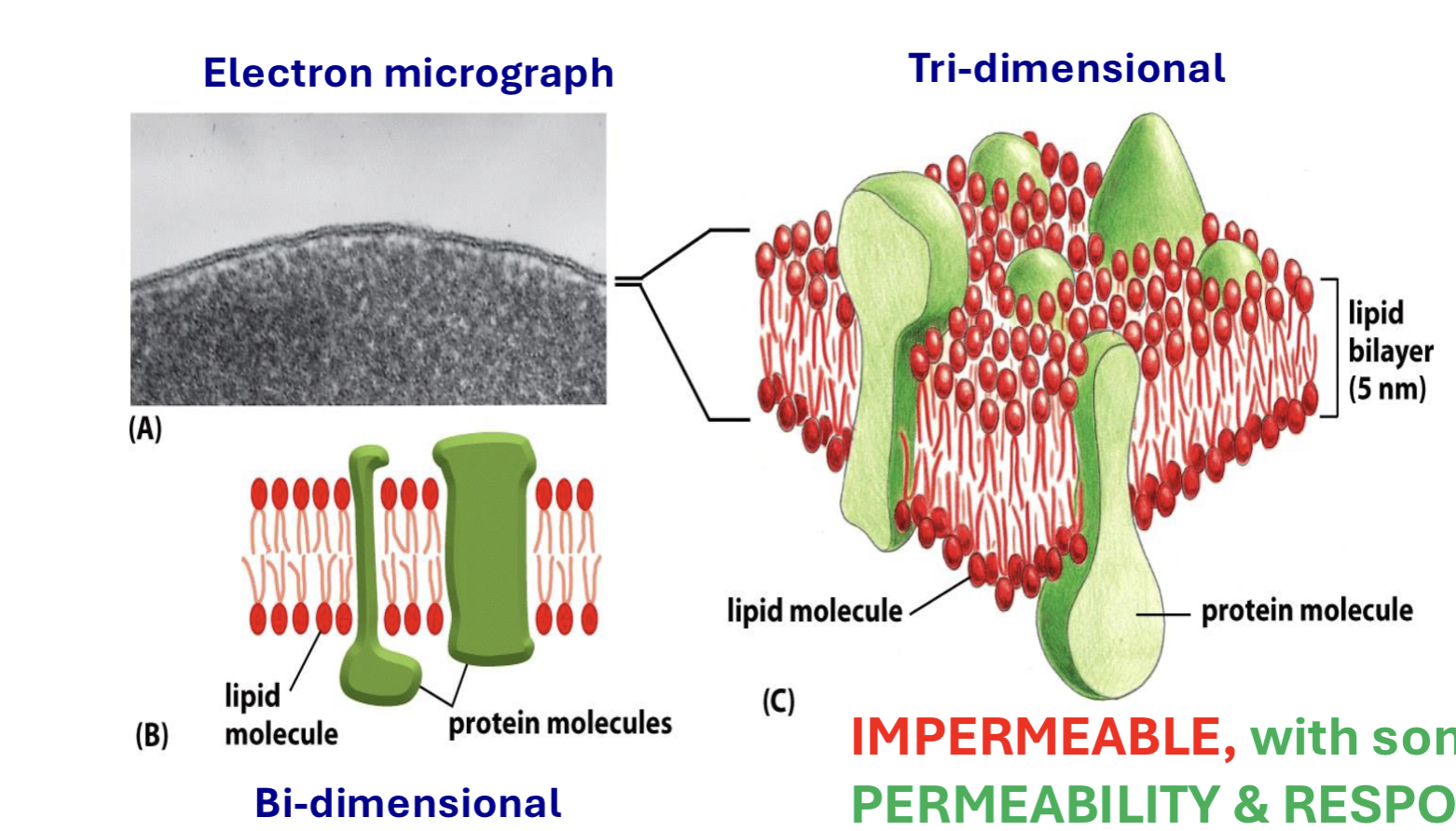 <p>though impermeable to water, membranes can carry out specific functions; made of lipids + proteins</p>
