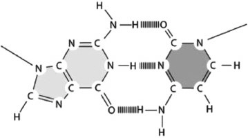 <p><span>Which DNA base pair is represented in Figure 5-7?</span></p>