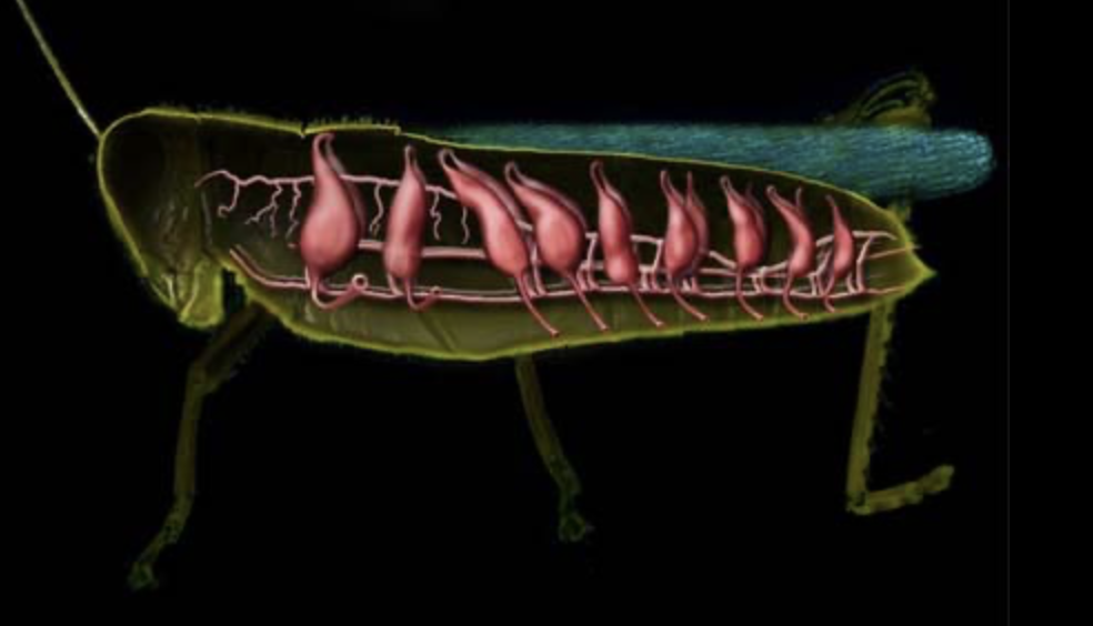 <p>Respiratory: What branched tubes spread around the internal organs?</p>